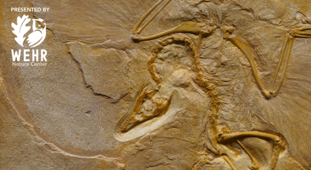 Fossils